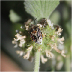 Agonoscelis puberula