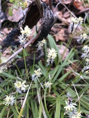 Carex concinnoides