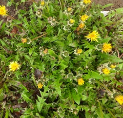 Taraxacum officinale