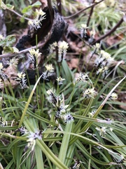Carex concinnoides