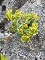 Myrsiniteae