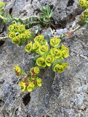 Myrsiniteae