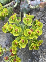 Myrsiniteae