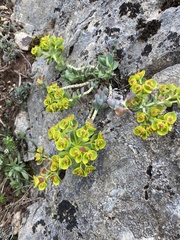 Myrsiniteae