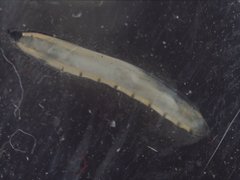 Nematocera