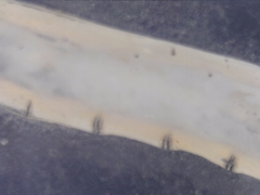 Nematocera
