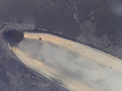 Nematocera