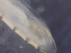 Nematocera