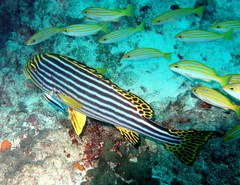 Plectorhinchus vittatus