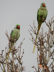 Psittacula eupatria
