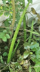 Sansevieria cylindrica