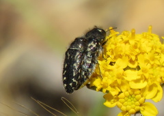 Acmaeodera hepburnii