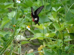 Pachliopta aristolochiae