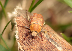 Hoplia trifasciata