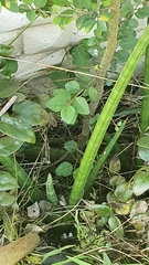 Sansevieria cylindrica