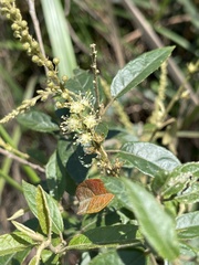 Croton lachnocarpus