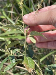 Croton lachnocarpus