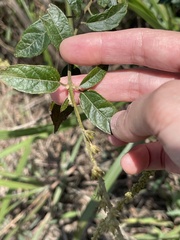 Croton lachnocarpus