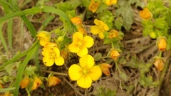 Magnoliopsida