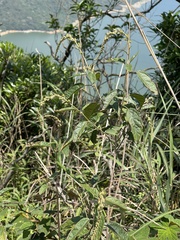 Croton lachnocarpus