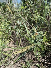 Croton lachnocarpus