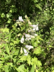 Penstemon laevigatus
