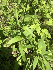 Penstemon laevigatus