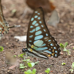 Graphium chironides