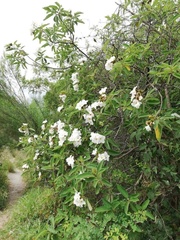 Cordia boissieri