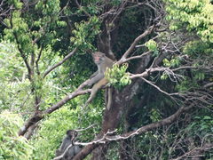 Macaca mulatta