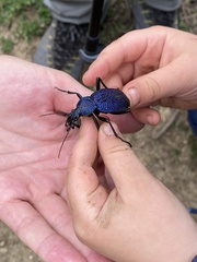 Carabus scabrosus