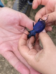 Carabus scabrosus