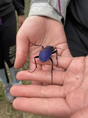 Carabus scabrosus