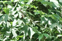 Kurochkinegramma hypogrammicum