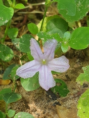 Ruellia prostrata