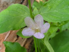 Ruellia prostrata
