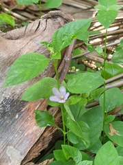 Ruellia prostrata