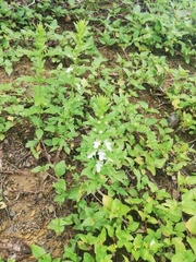 Magnoliopsida