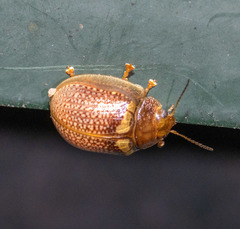 Paropsisterna m-fuscum