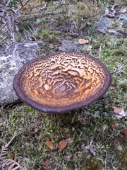 Austropaxillus squarrosus