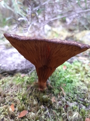 Austropaxillus squarrosus