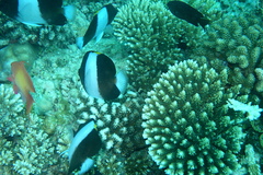 Hemitaurichthys zoster