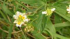 Lantana canescens