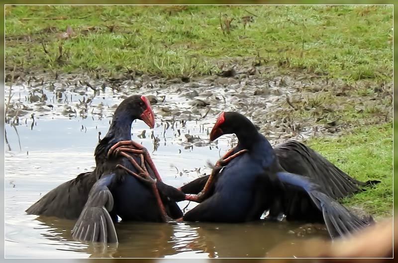 Australasian Swamphen
