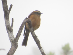 Ochthoeca fumicolor