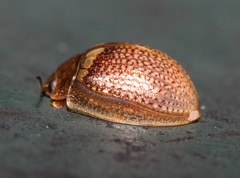 Paropsisterna m-fuscum