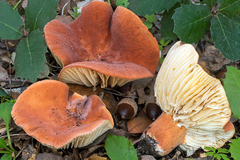 Lactifluus rugatus