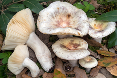 Russula amoenicolor