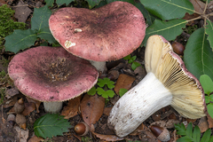 Russula seperina