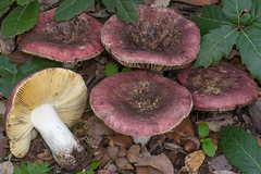 Russula seperina